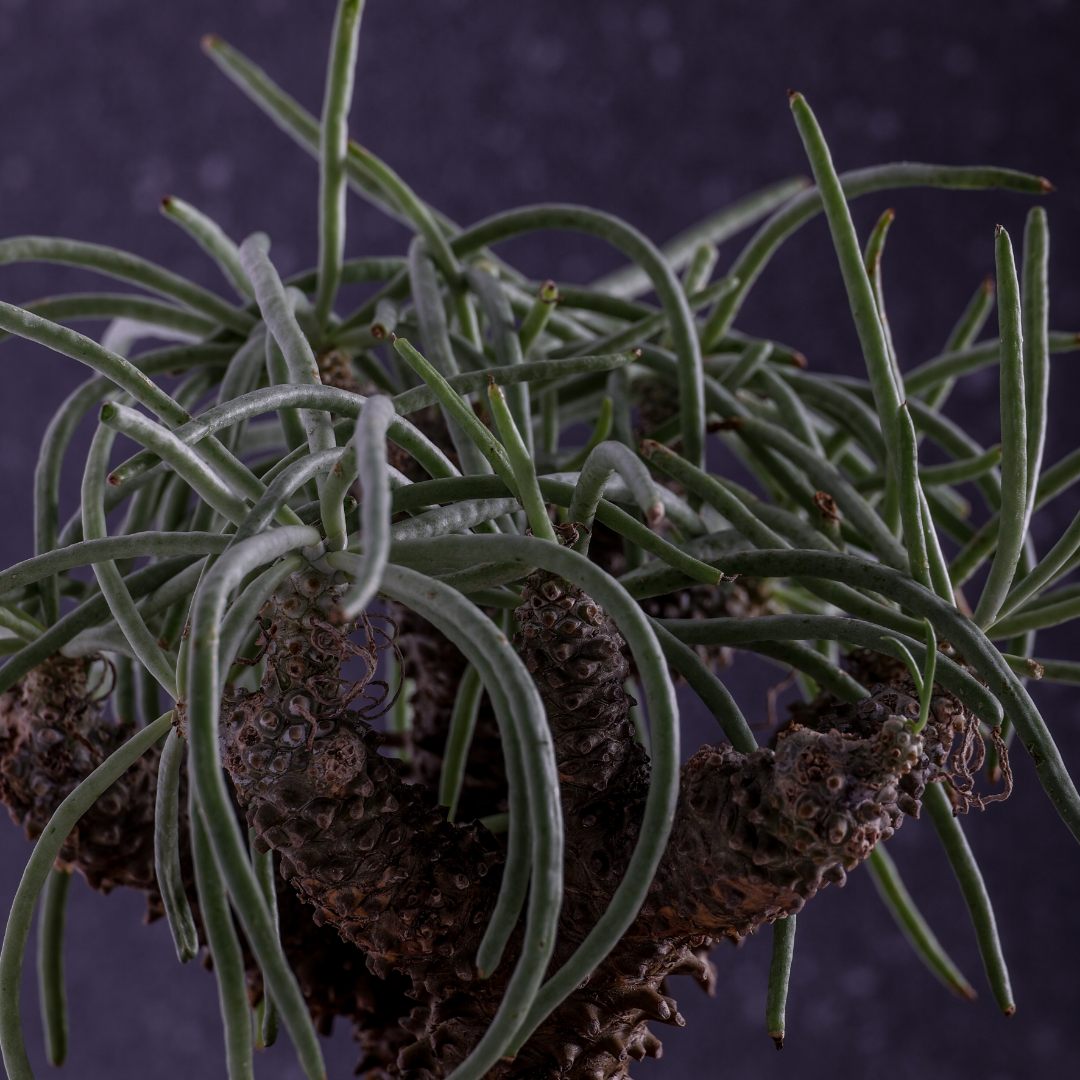 Tylecodon wallichii Ø 25 cm