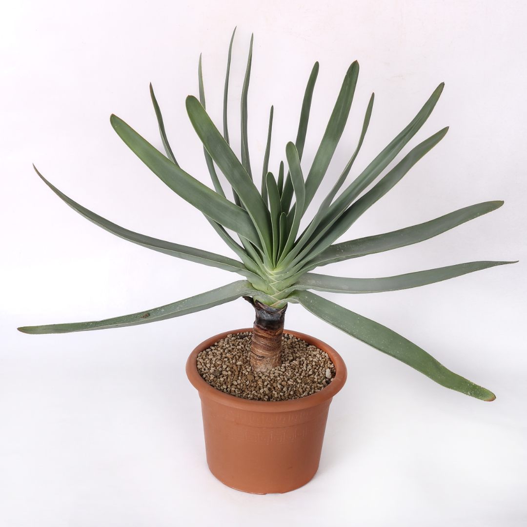 Aloe plicatilis Ø 25 cm
