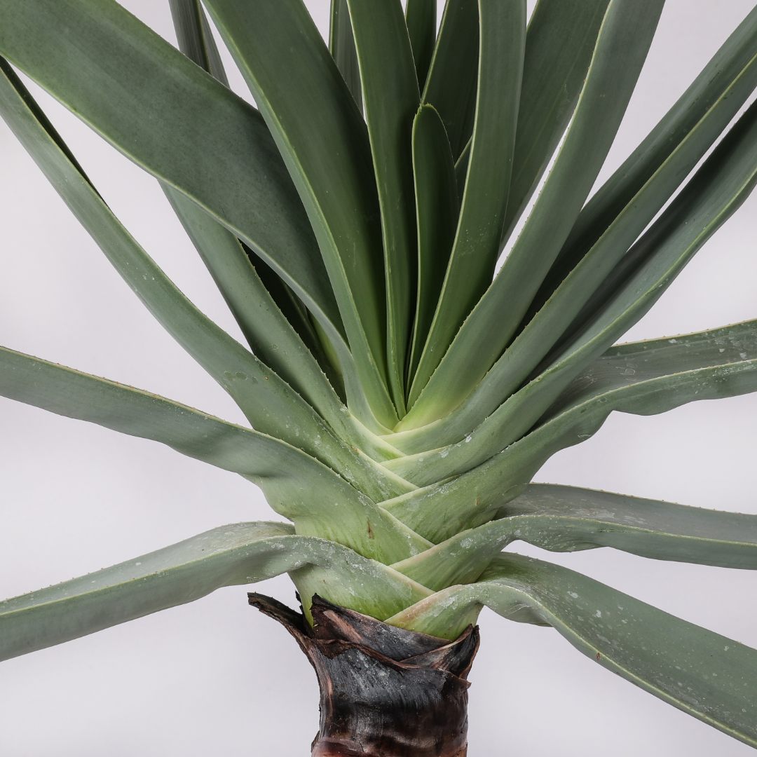 Aloe plicatilis Ø 25 cm