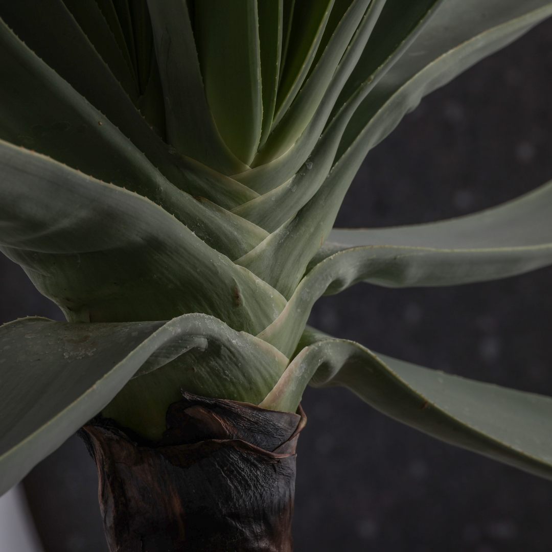 Aloe plicatilis Ø 25 cm