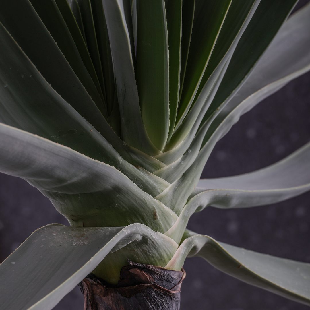 Aloe plicatilis Ø 25 cm