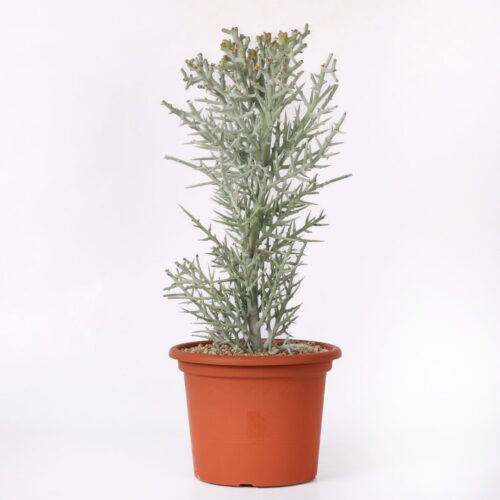 Euphorbia stenoclada Ø 25 cm