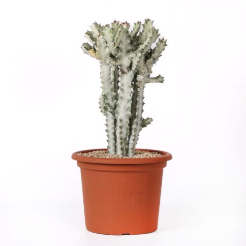 Euphorbia lactea 'White Ghost' Ø 25 cm