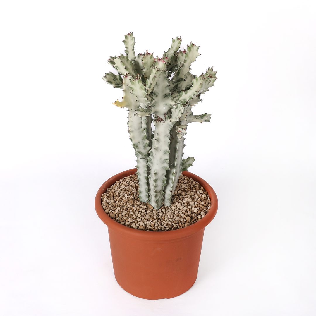 Euphorbia lactea 'White Ghost' Ø 25 cm
