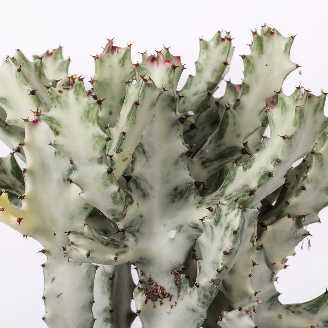 Euphorbia lactea 'White Ghost' Ø 25 cm