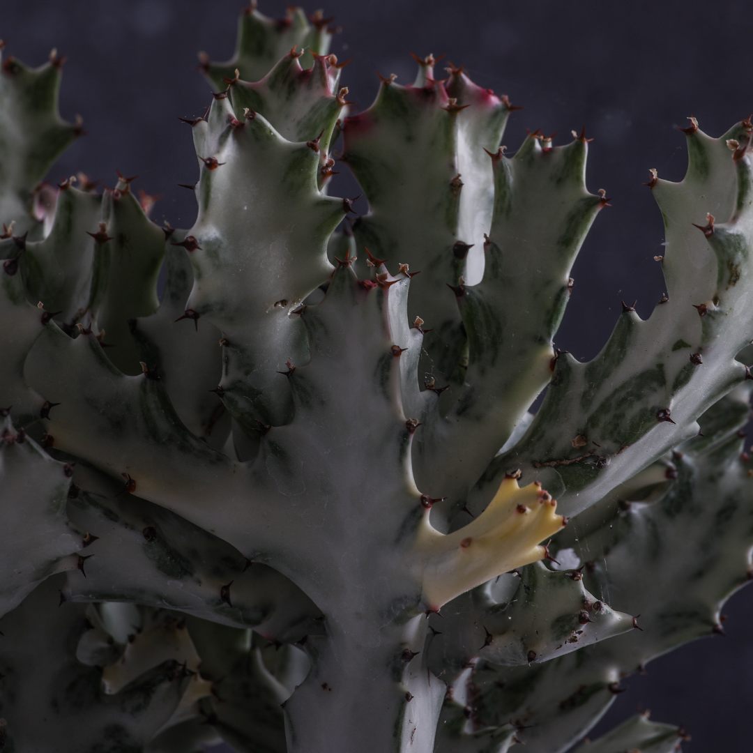 Euphorbia lactea 'White Ghost' Ø 25 cm