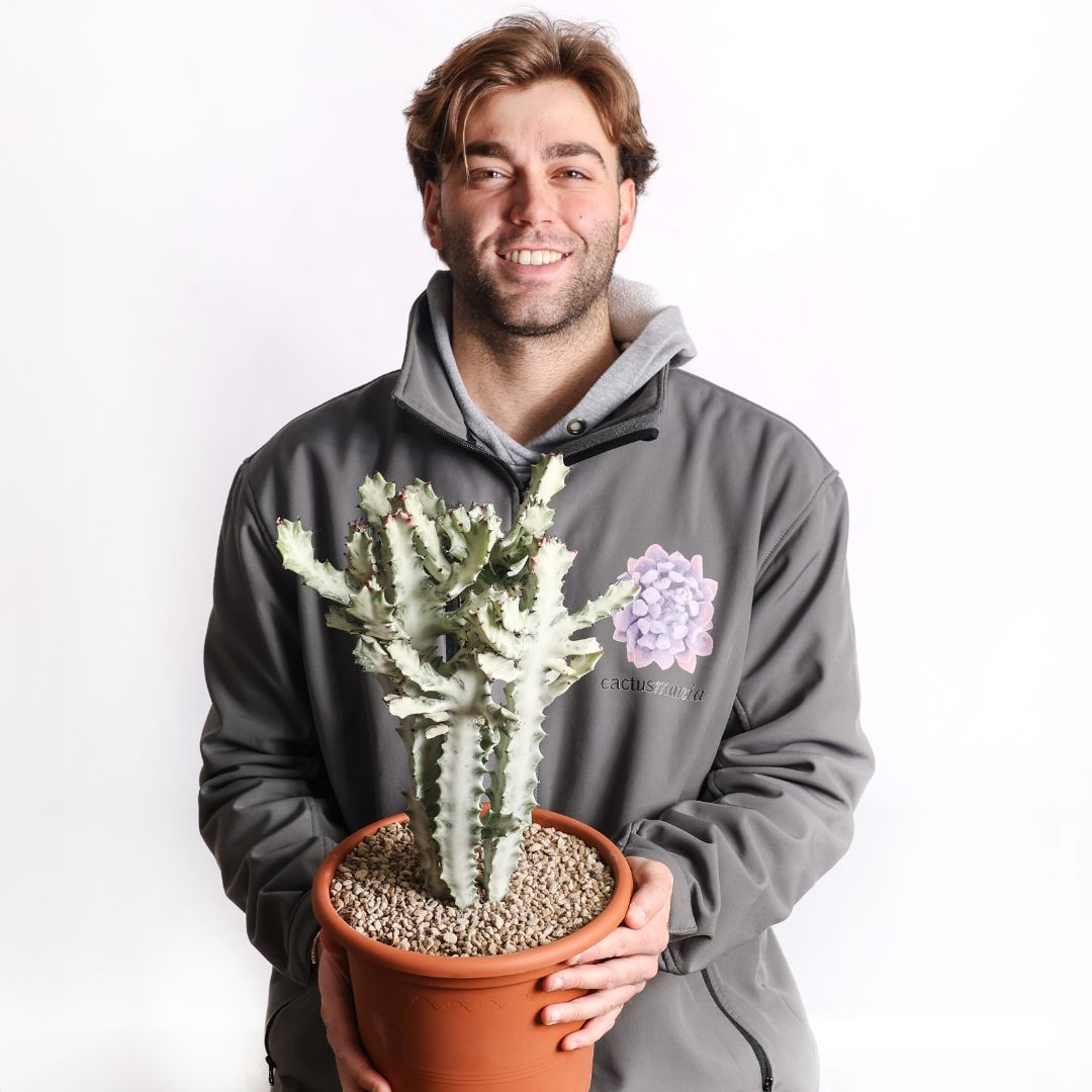 Euphorbia lactea 'White Ghost' Ø 25 cm