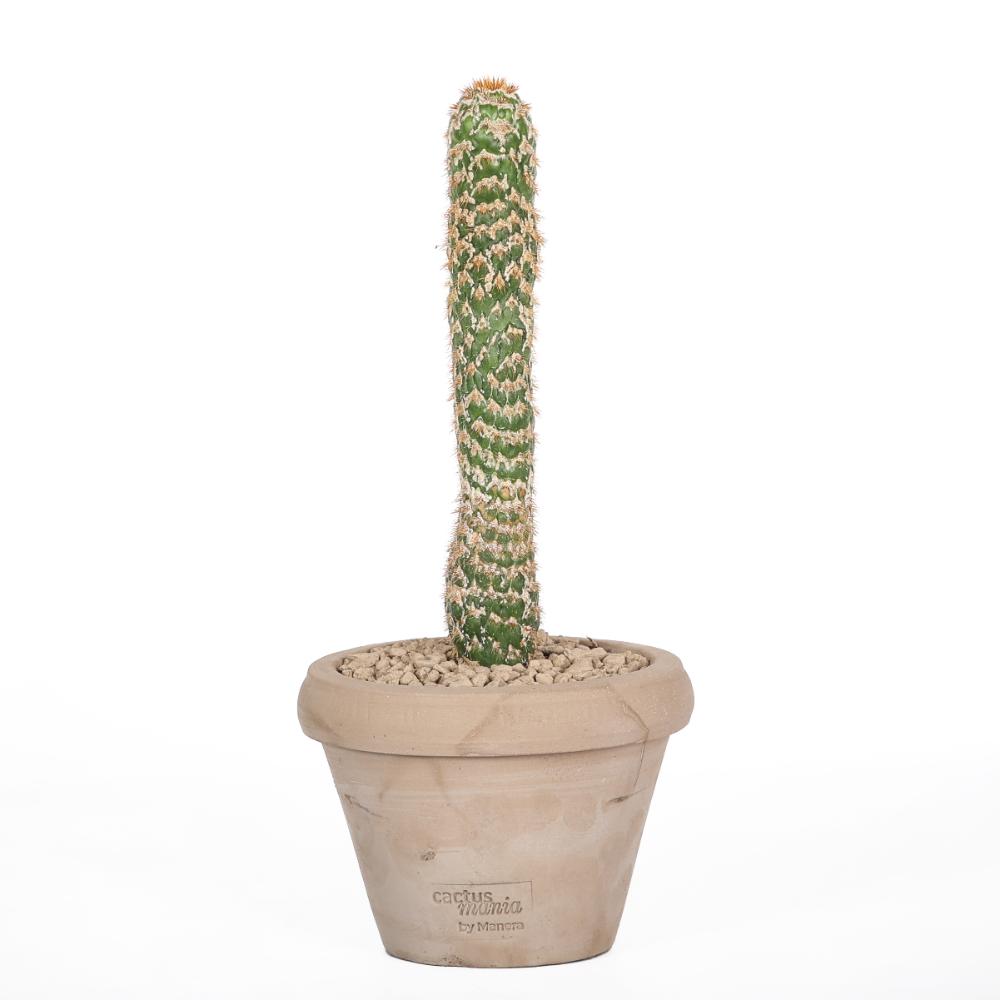 Trichocereus spachianus f. mostruosa Ø 14