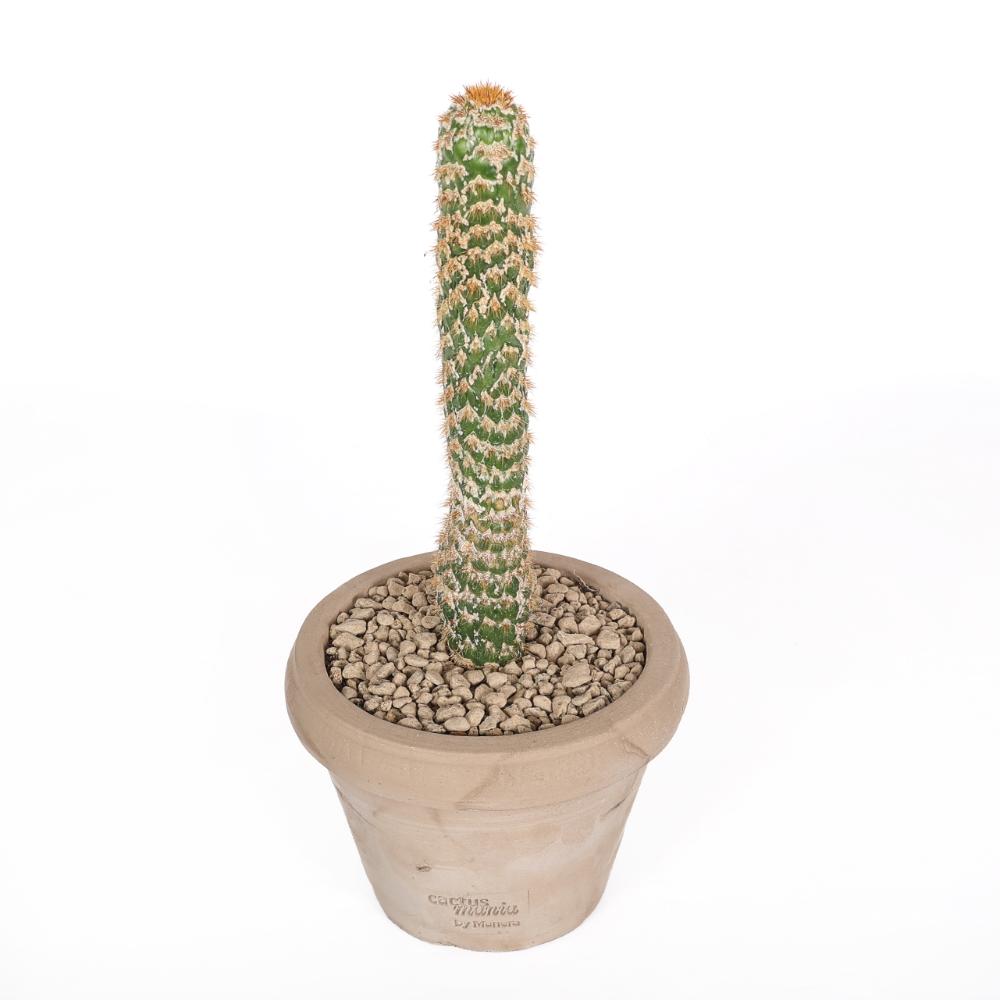 Trichocereus spachianus f. mostruosa Ø 14