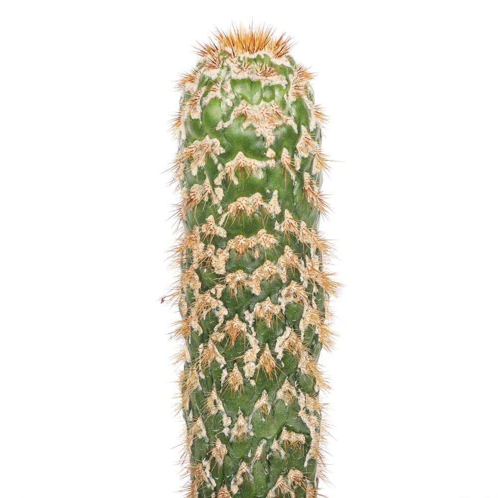 Trichocereus spachianus f. mostruosa Ø 14