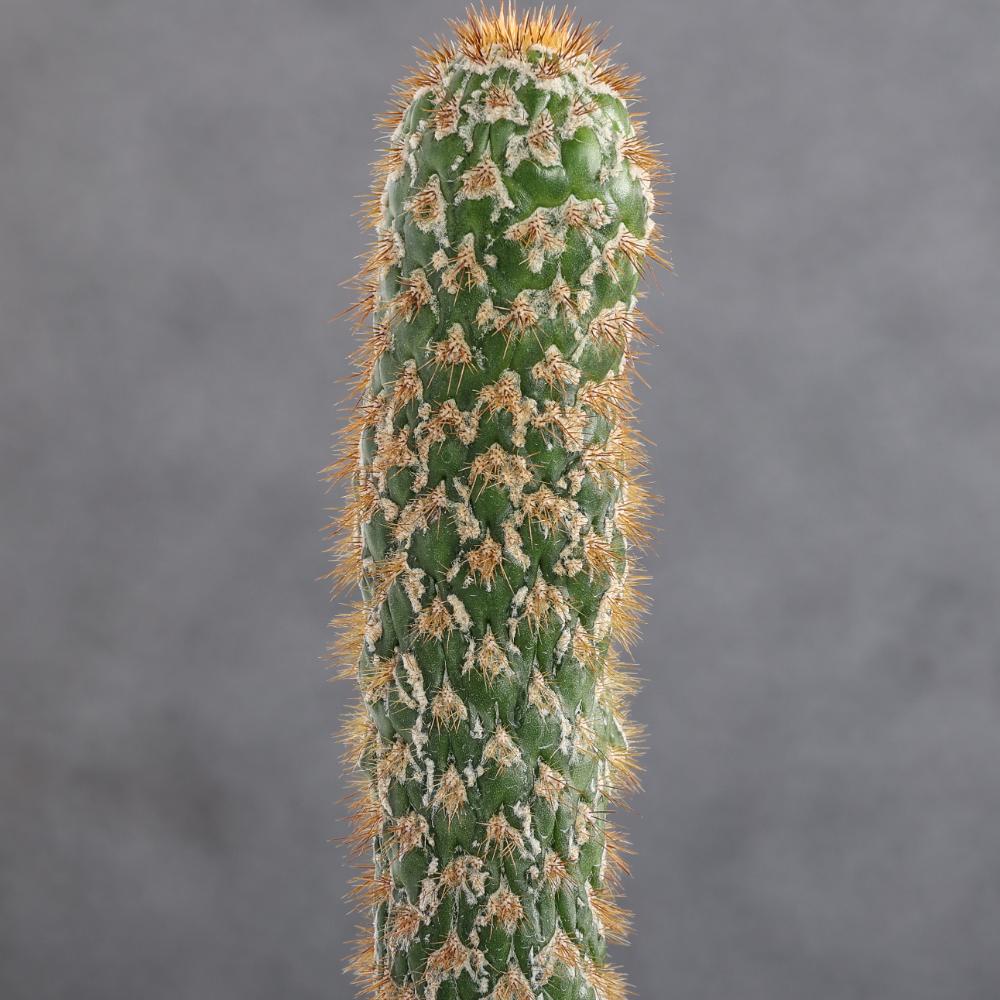 Trichocereus spachianus f. mostruosa Ø 14