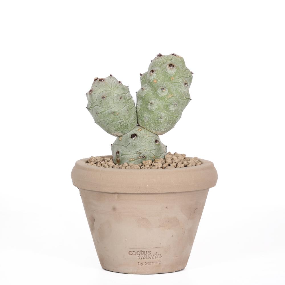 Tephrocactus articulatus v. calvus Ø 14