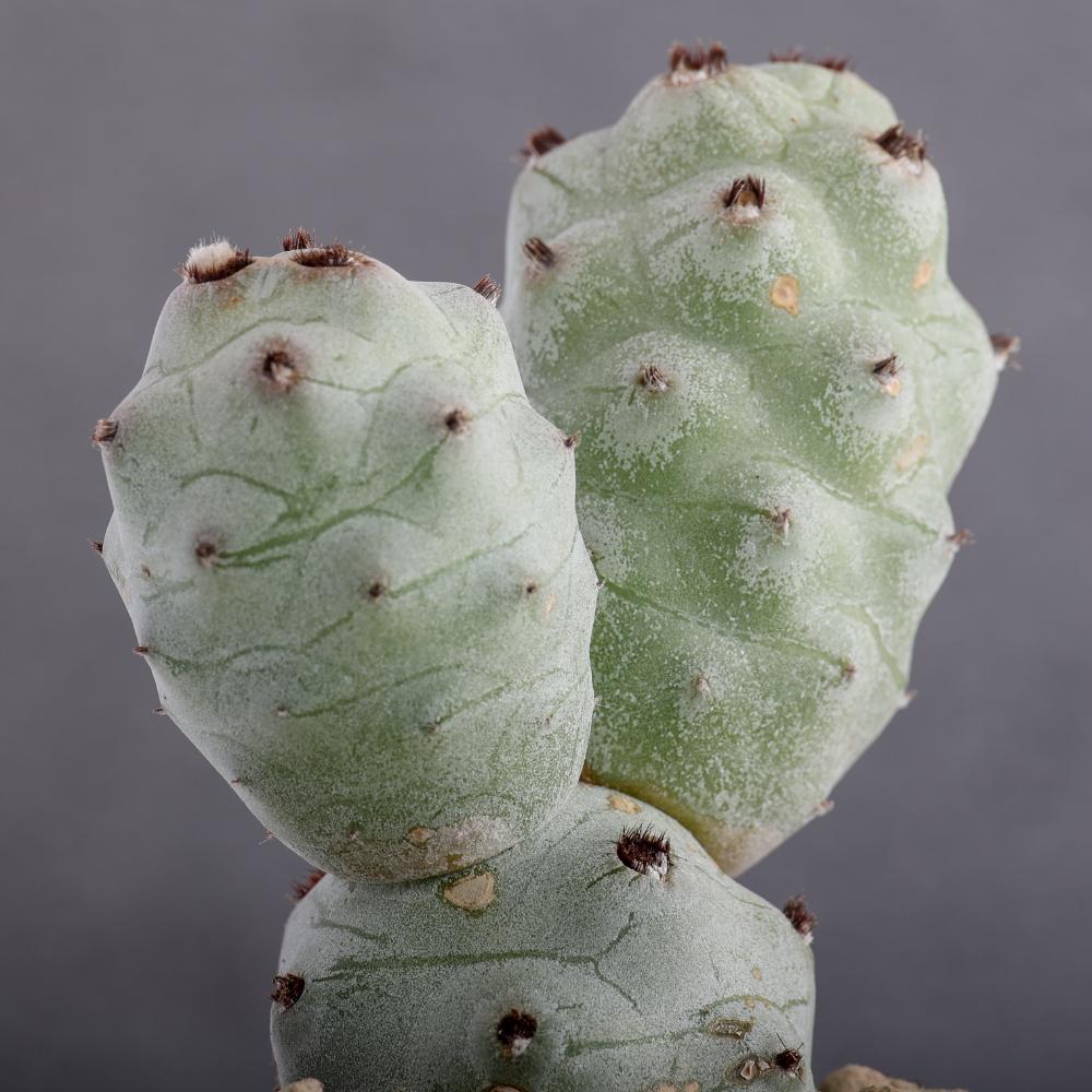 Tephrocactus articulatus v. calvus Ø 14