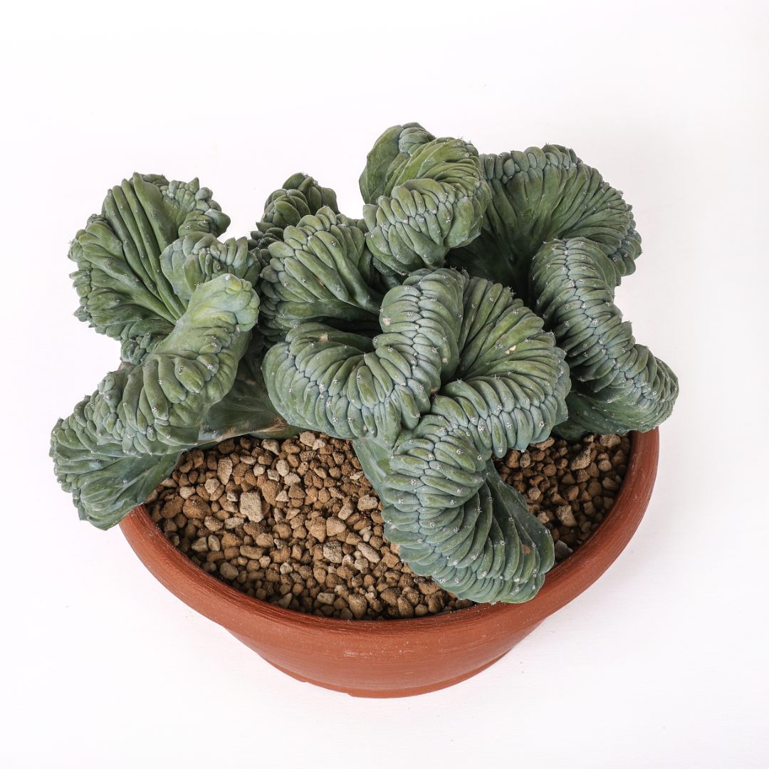 Myrtillocactus geometrizans crestato Ø 25 cm