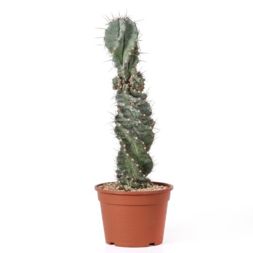 Cereus forbesii spiralis Ø 18 cm