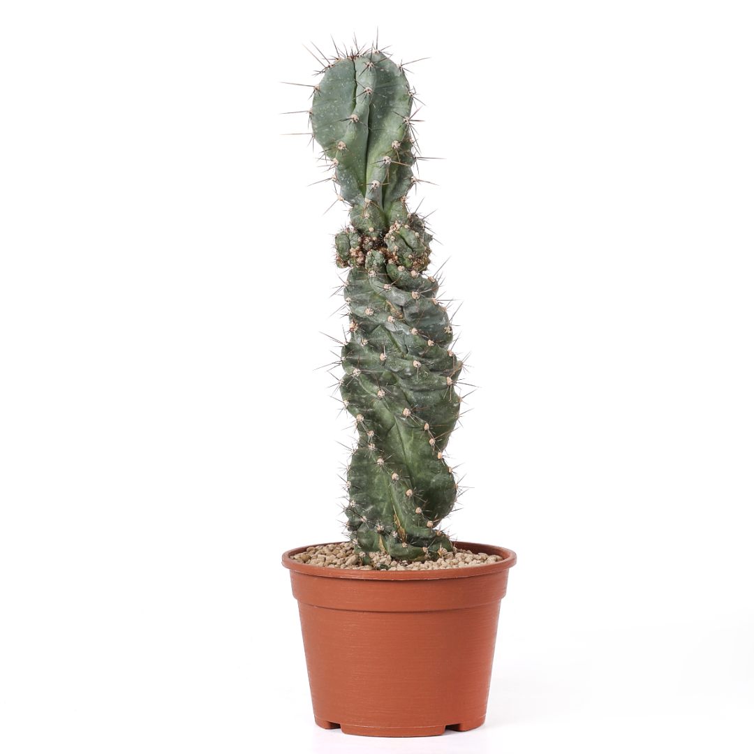 Cereus forbesii spiralis Ø 18 cm