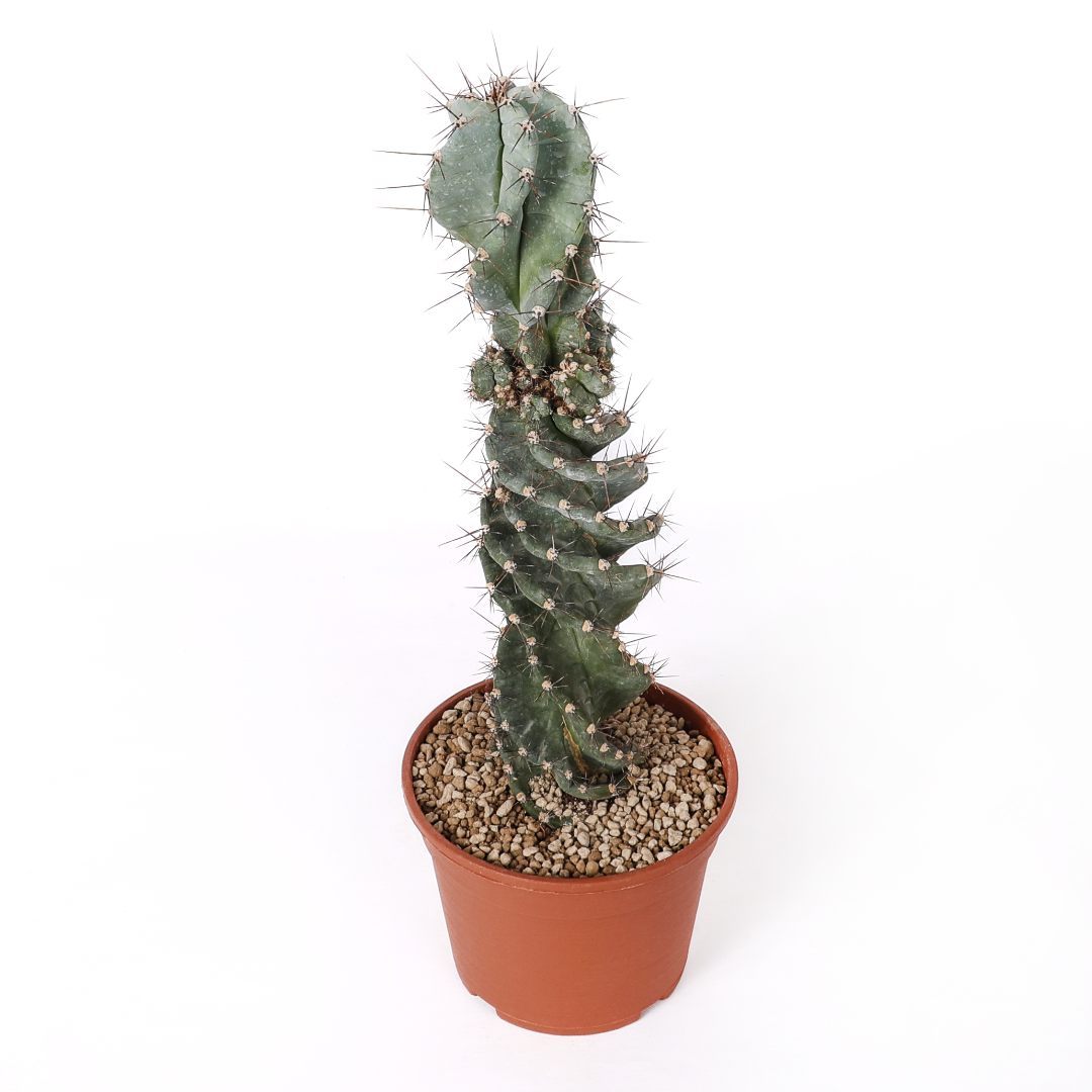 Cereus forbesii spiralis Ø 18 cm