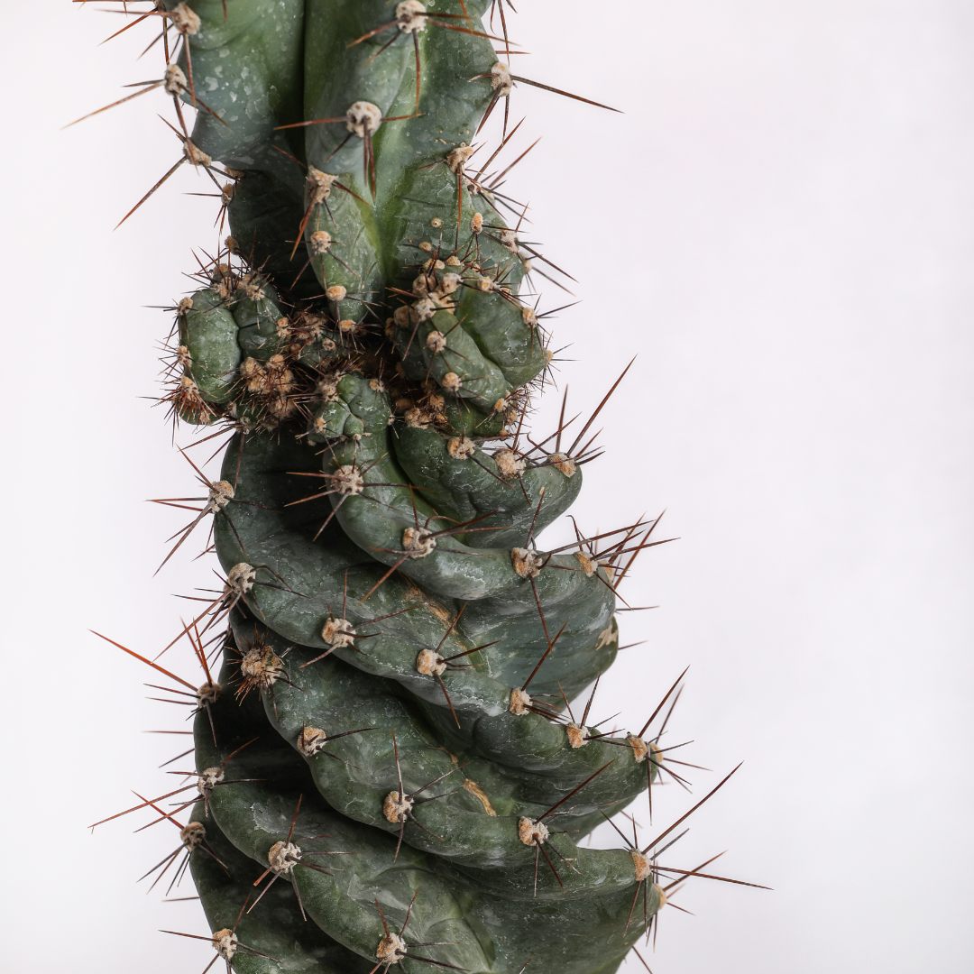 Cereus forbesii spiralis Ø 18 cm