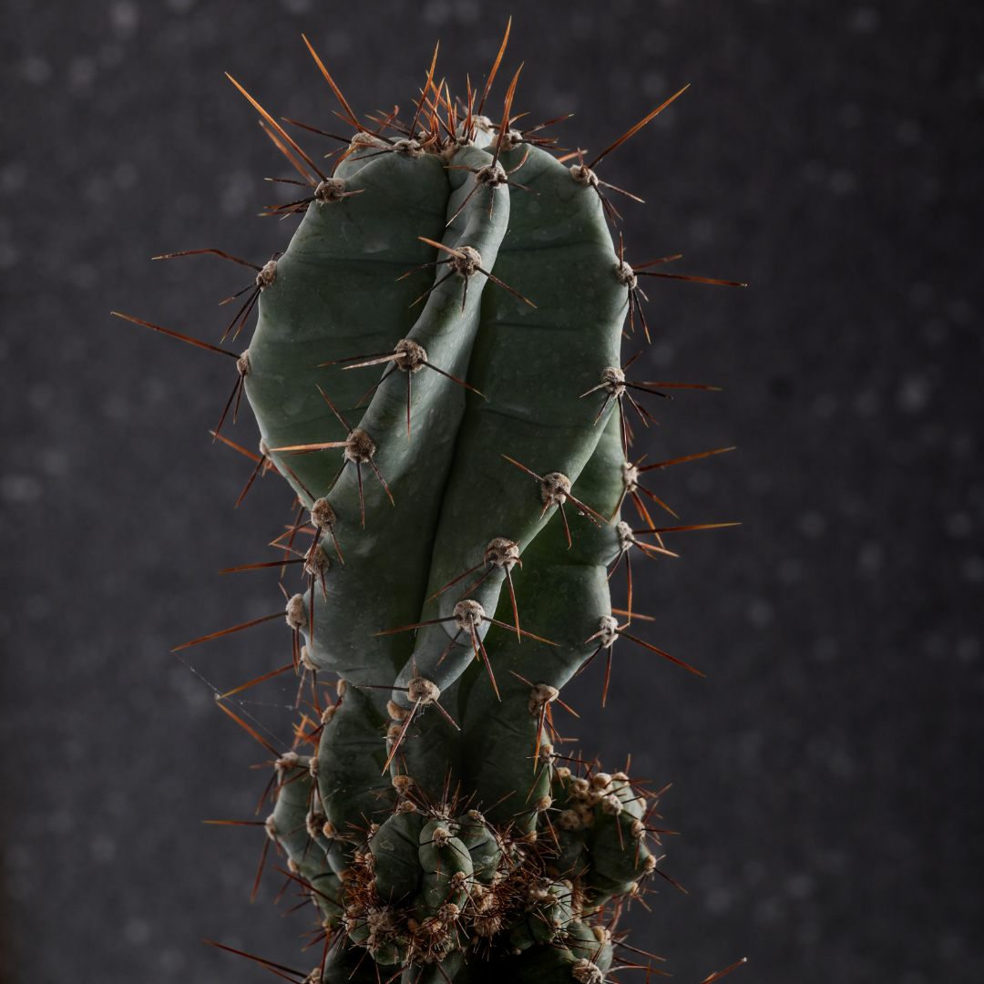 Cereus forbesii spiralis Ø 18 cm