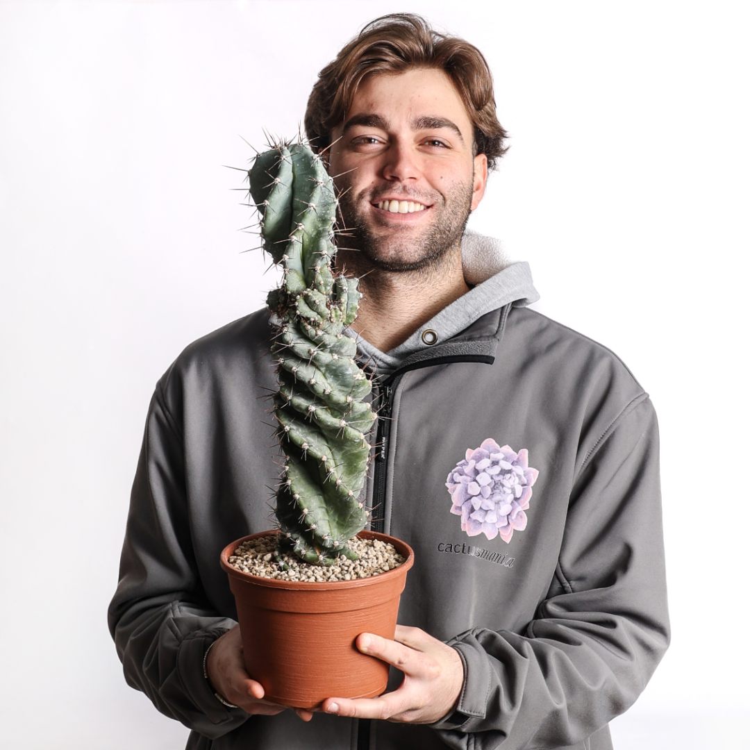 Cereus forbesii spiralis Ø 18 cm