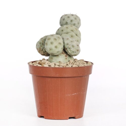 Tephrocactus geometricus Crested "4 balls" Ø 12 cm