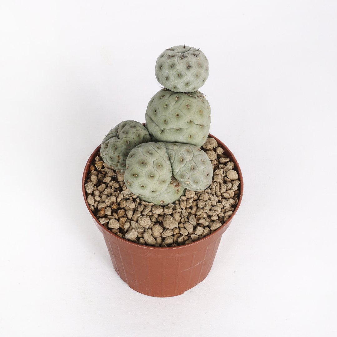 Tephrocactus geometricus Crested "4 balls" Ø 12 cm