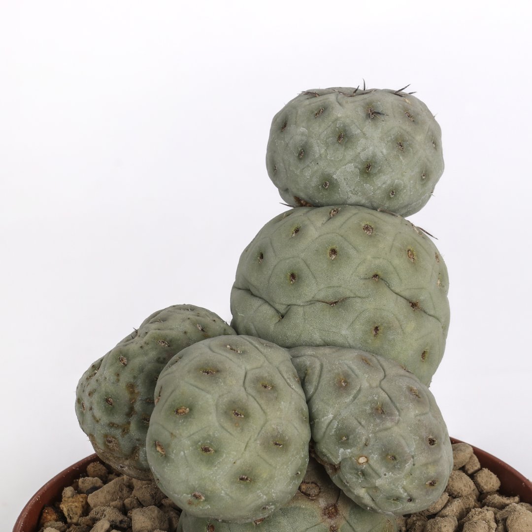 Tephrocactus geometricus Crested "4 balls" Ø 12 cm