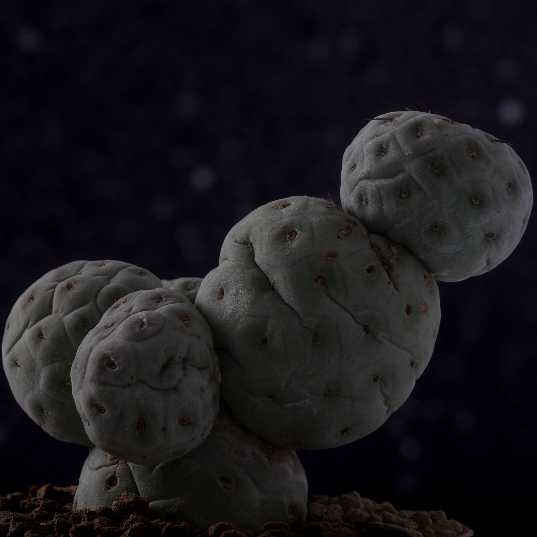 Tephrocactus geometricus Crested "4 balls" Ø 12 cm