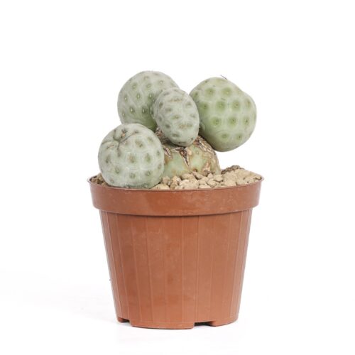 Tephrocactus geometricus f. cristata '5 balls' Ø 12 cm