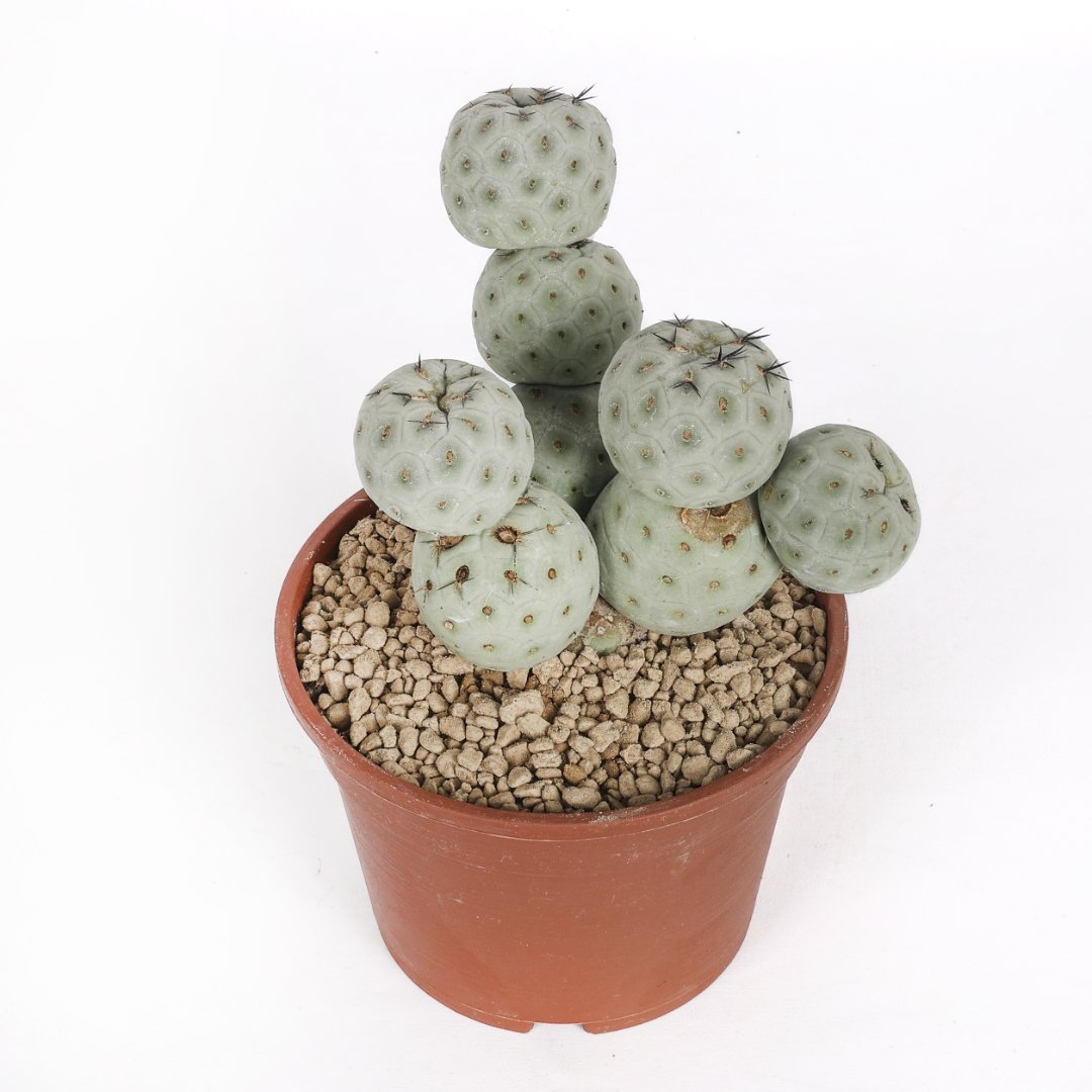 Tephrocactus geometricus "9 balls" Ø 16 cm