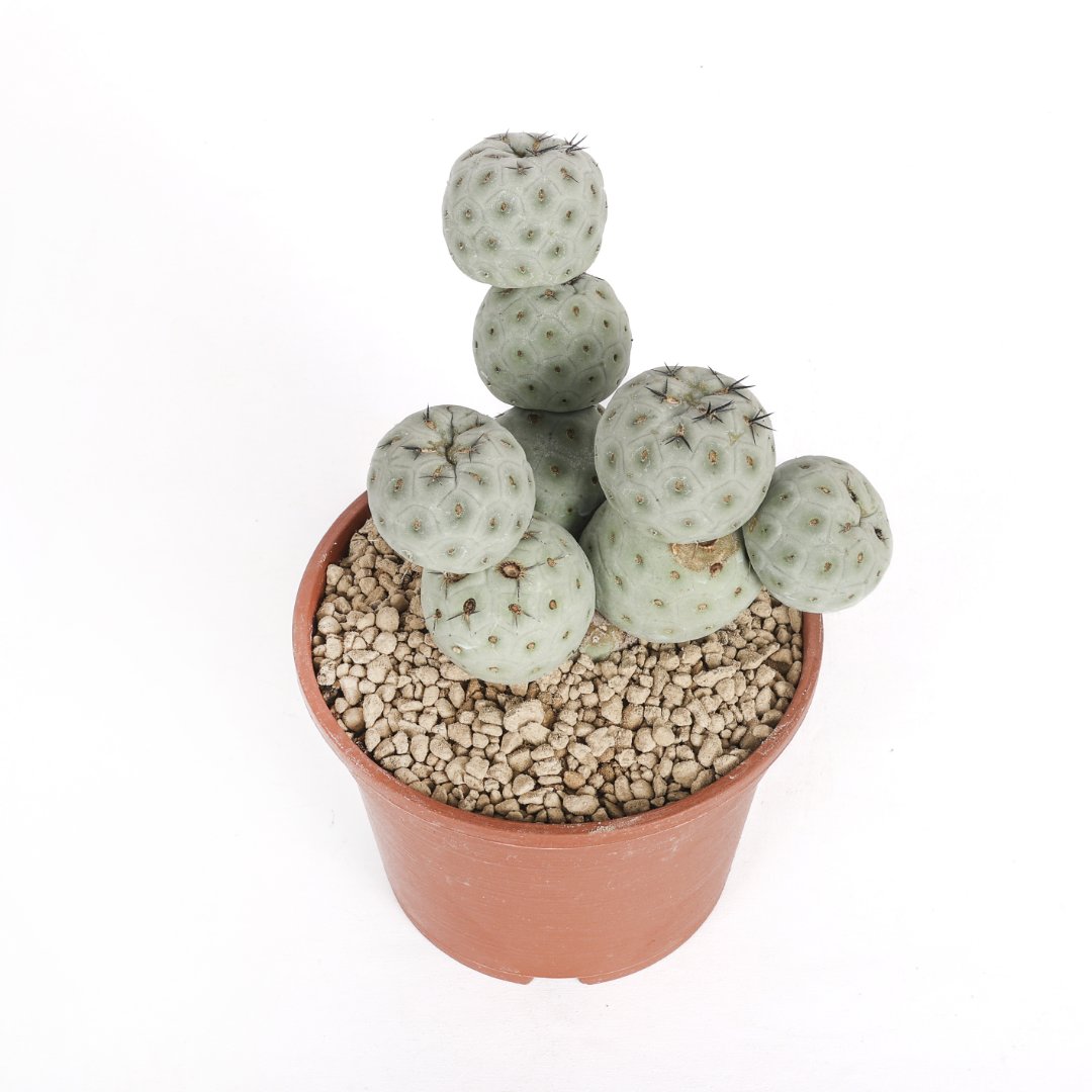 Tephrocactus geometricus "9 balls" Ø 16 cm