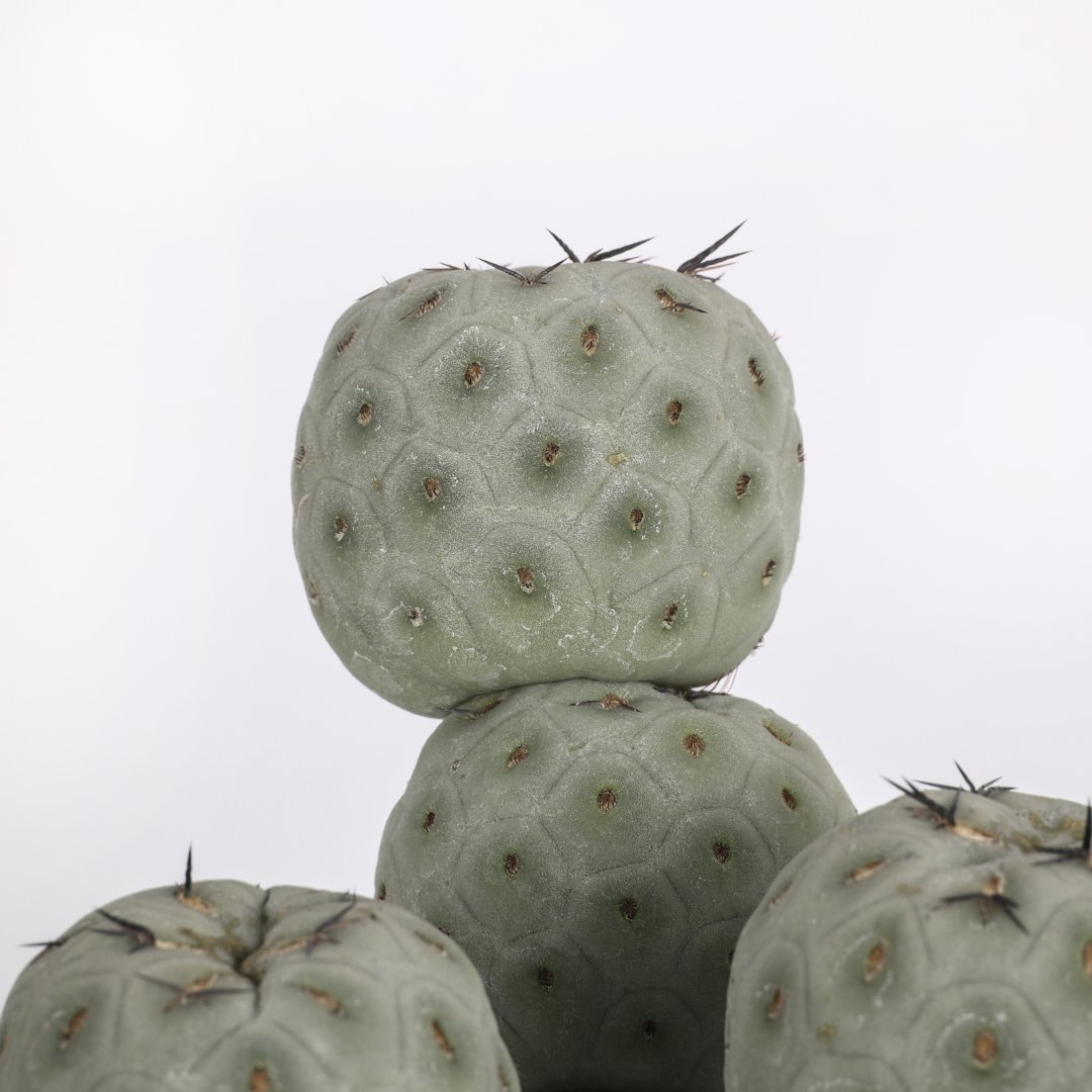 Tephrocactus geometricus "9 balls" Ø 16 cm