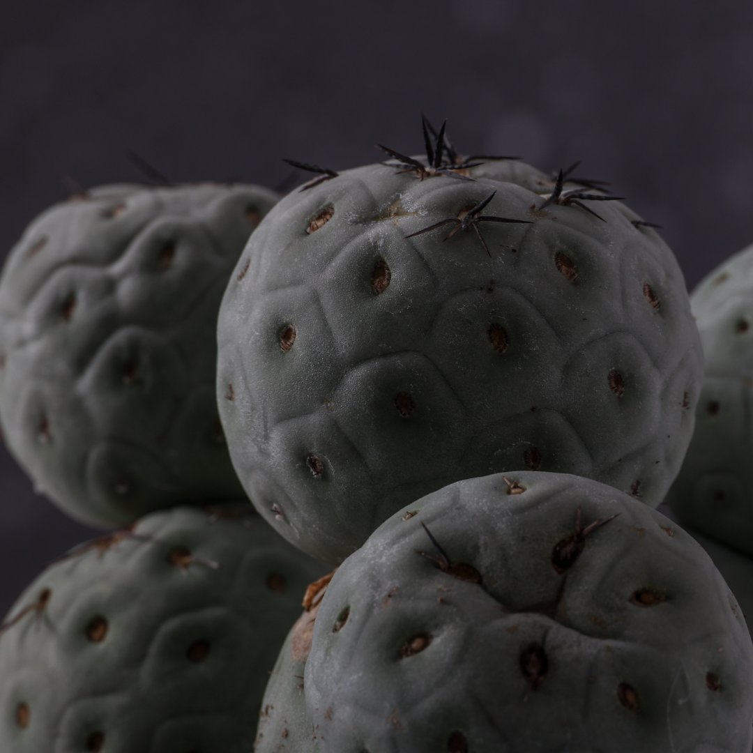 Tephrocactus geometricus "9 balls" Ø 16 cm