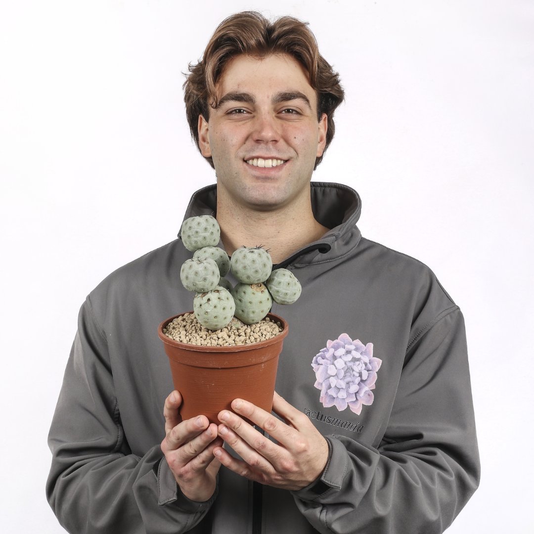 Tephrocactus geometricus "9 balls" Ø 16 cm