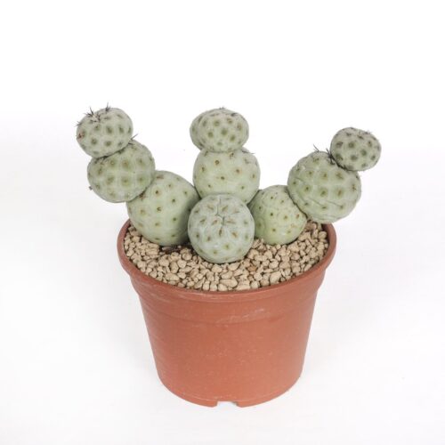 Tephrocactus geometricus "11 balls" Ø 16 cm