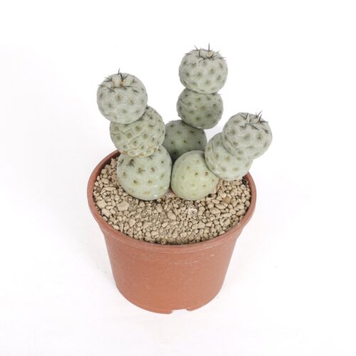 Tephrocactus geometricus "10 balls" Ø 16 cm