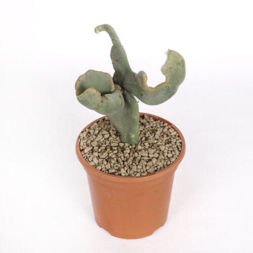 Pedilanthus macrocarpus Crested Ø 17 cm