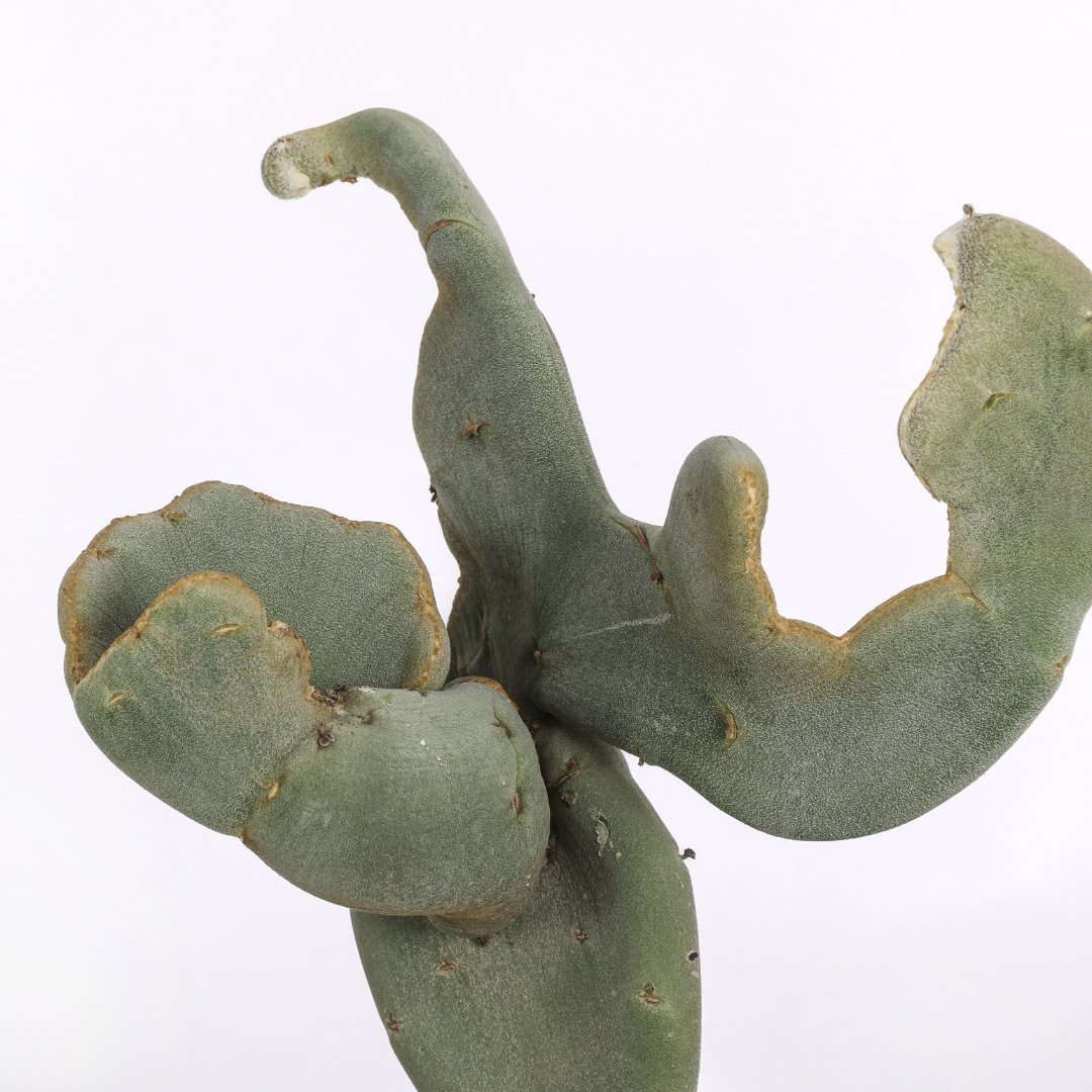 Pedilanthus macrocarpus Crested Ø 17 cm