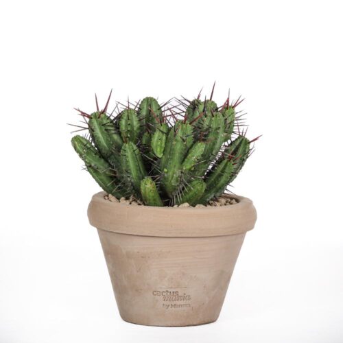 Euphorbia enopla Ø 14 cm