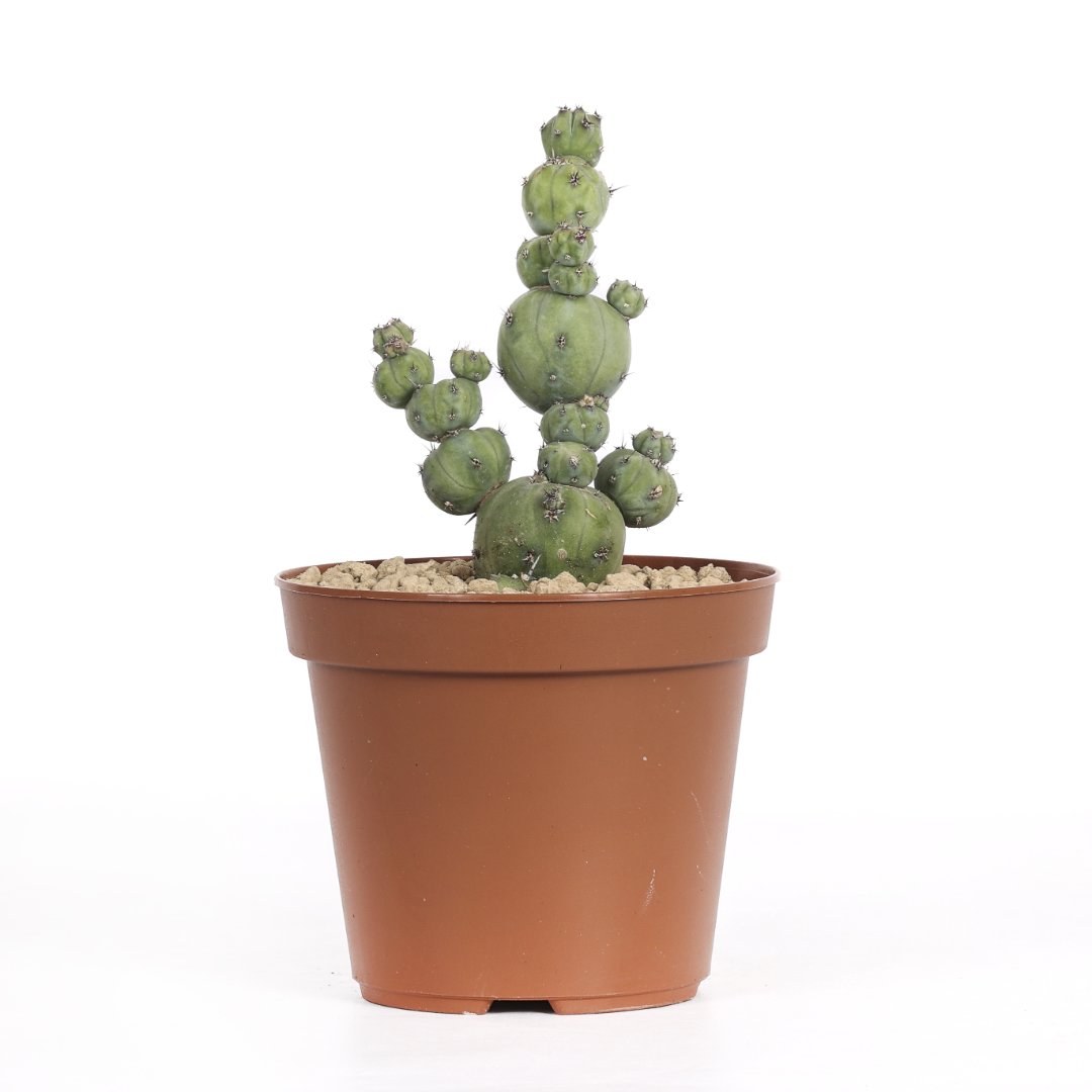Myrtillocactus geometrizans 'Stacker' Ø 14 cm