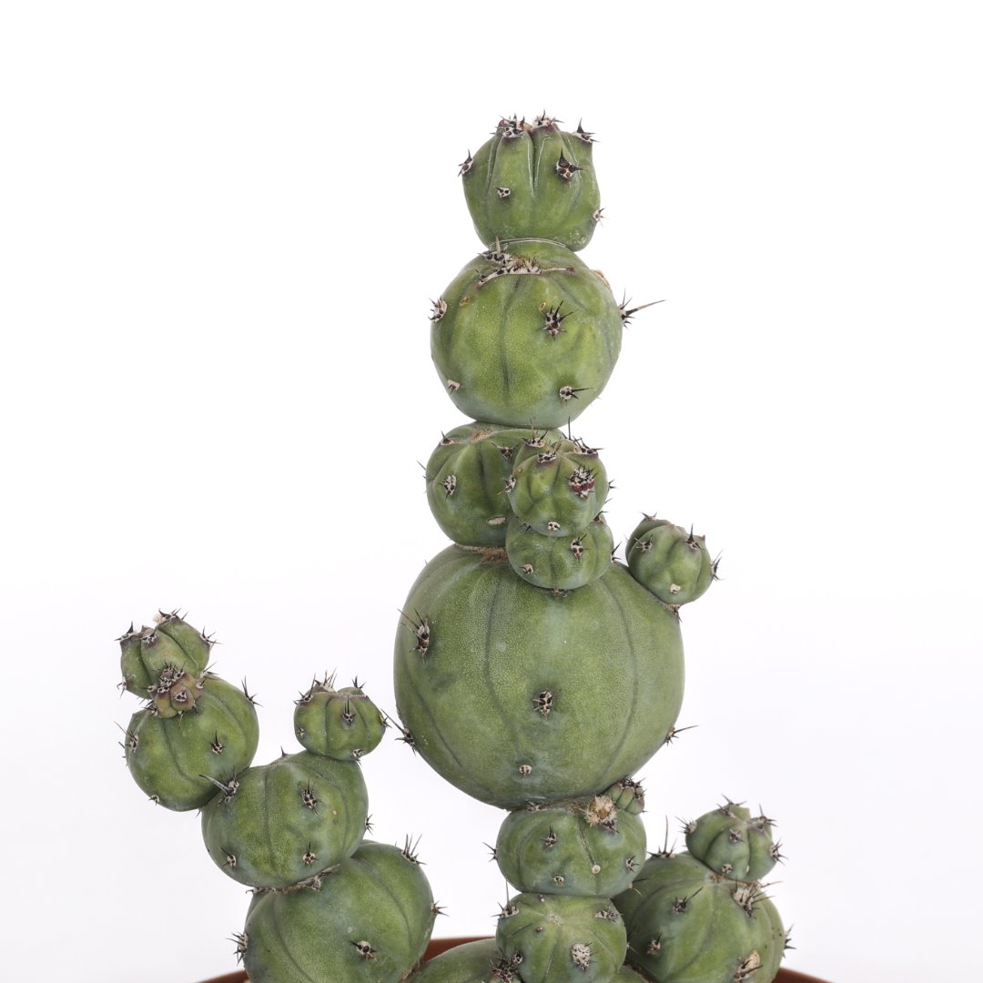Myrtillocactus geometrizans 'Stacker' Ø 14 cm