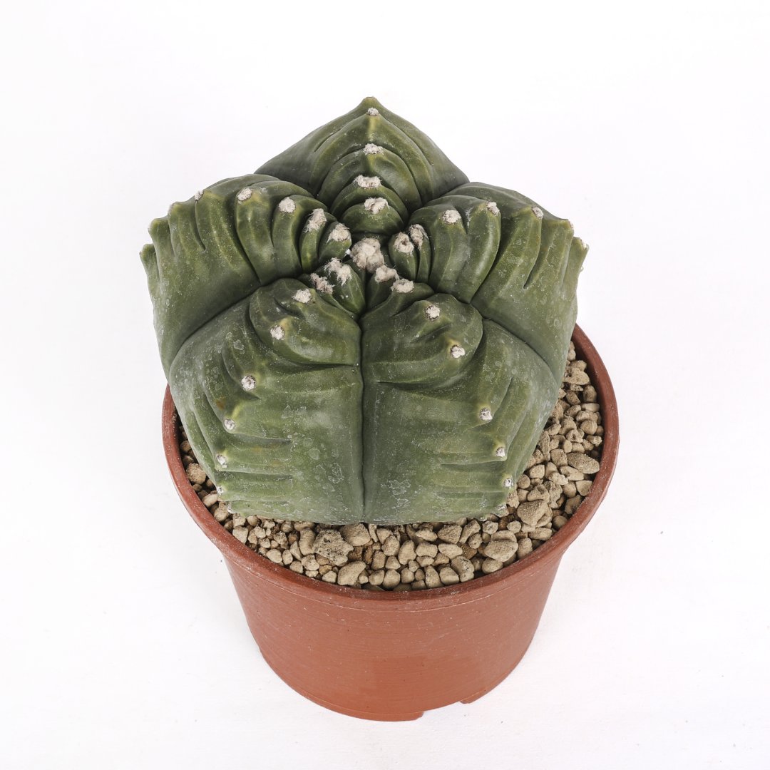 Astrophytum for Sale Online - CactusMania