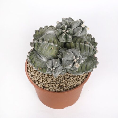 Astrophytum myriostigma cv. kikko Ø 20 cm
