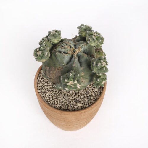 Ferocactus glaucescens cv. 'Split rock' Ø 18 cm