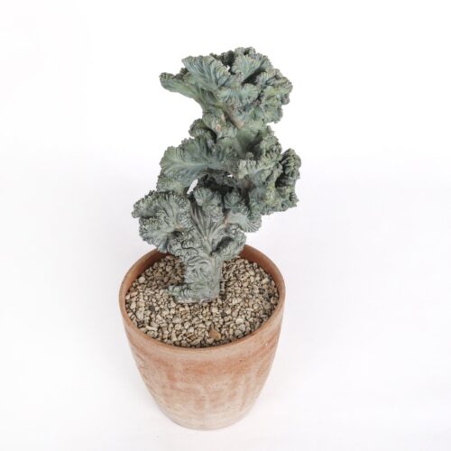 Myrtillocactus geometrizans cristate f. minor Ø 18 cm