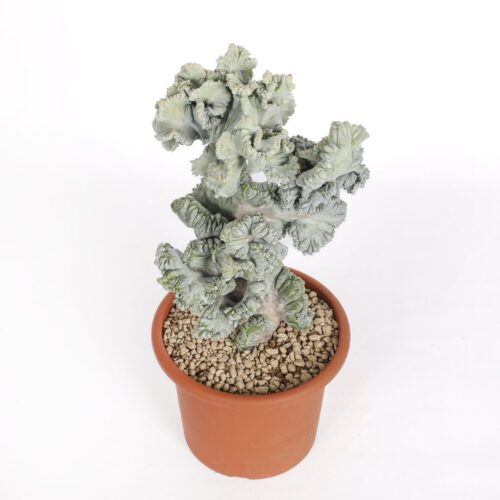 Myrtillocactus geometrizans cristate f. minor Ø 18 cm