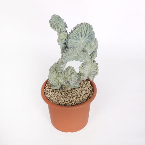 Myrtillocactus geometrizans cristate f. minor Ø 18 cm