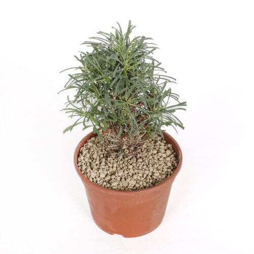 Euphorbia multifolia Ø 18 cm