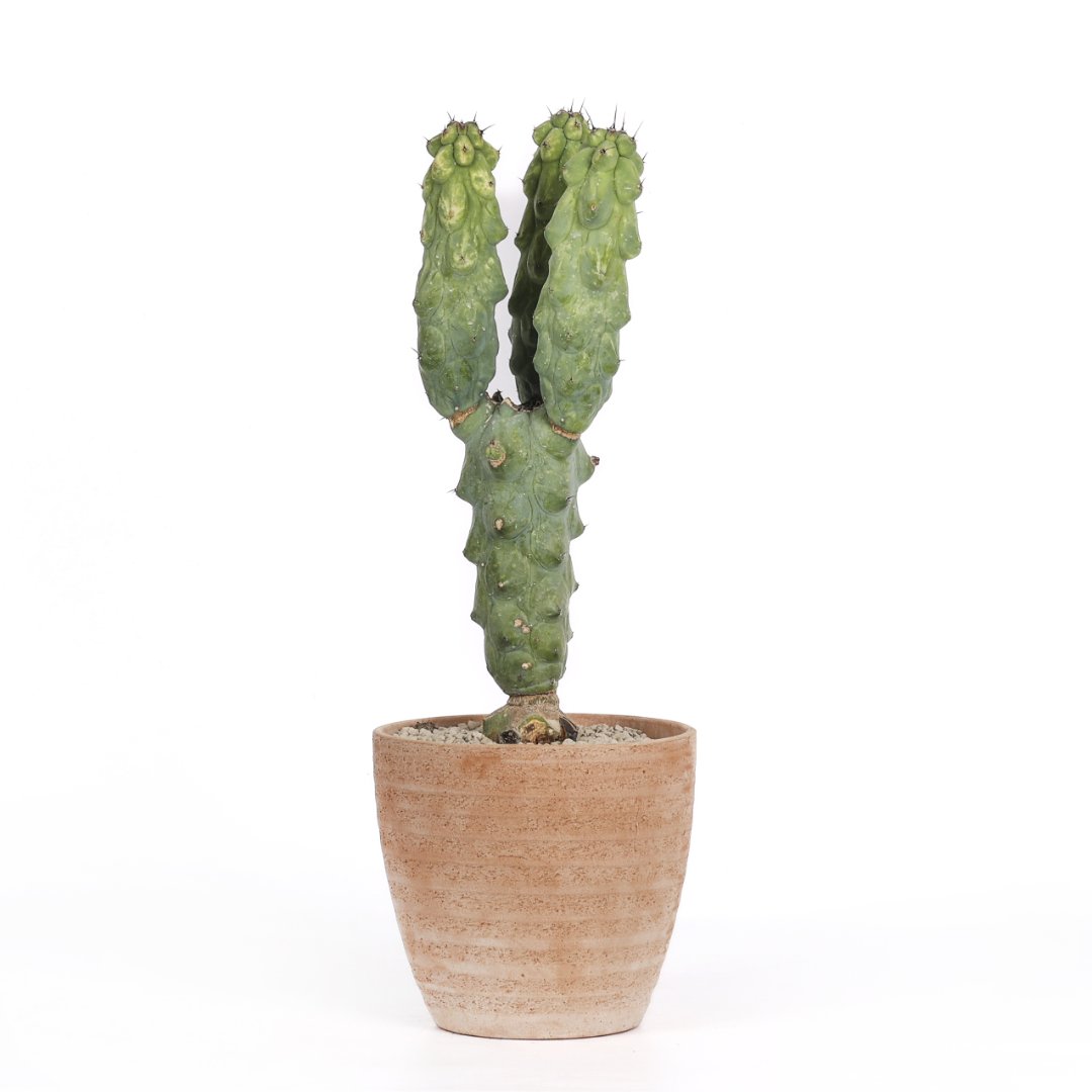 Myrtillocactus Fukurokuryuzinboku variegato Ø 18 cm