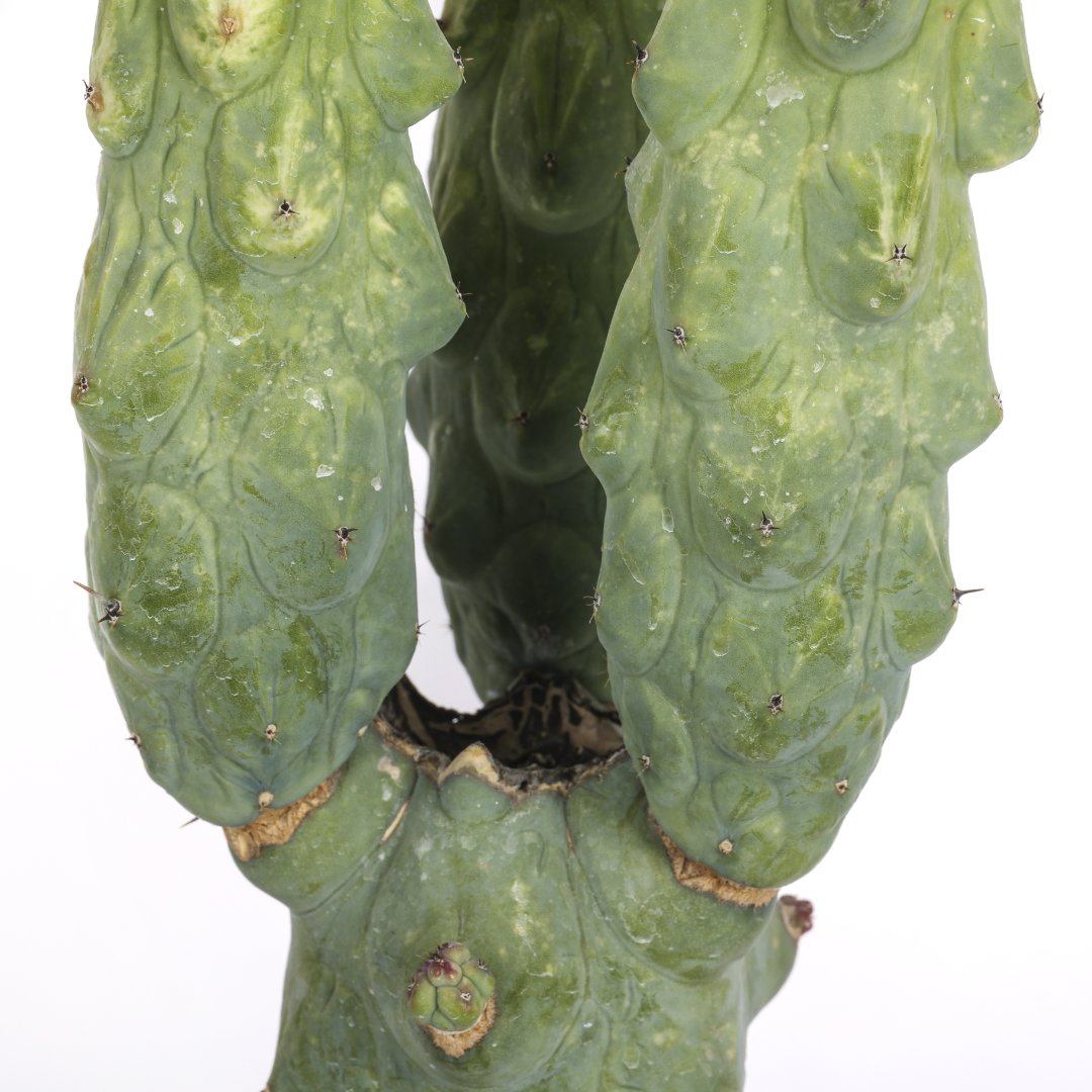 Myrtillocactus Fukurokuryuzinboku variegato Ø 18 cm